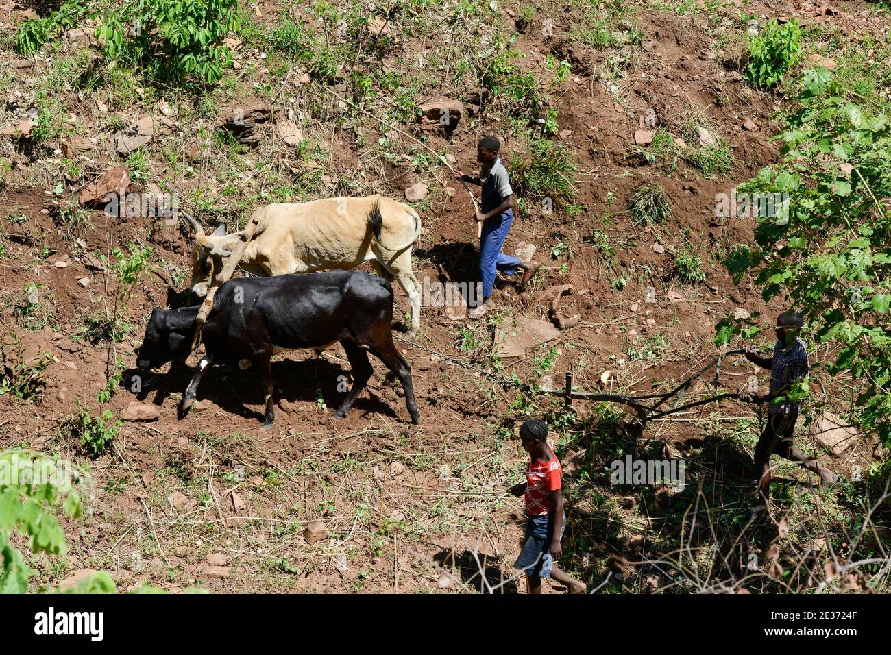 ZAMBIA, Sinazongwe, Tonga tribe, village Muziyo, contour farming in mountain range , ploughing with ox along the contour lines of a hill Stock Photo