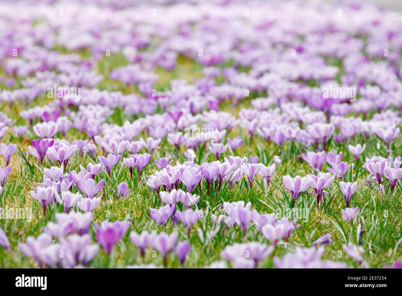 Crocuses in spring Stock Photo - Alamy