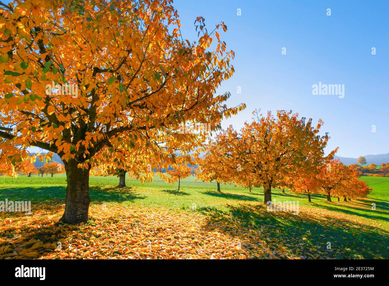 Cherry trees in autumn (Prunus avium), Basel-Landschaft, Switzerland Stock Photo