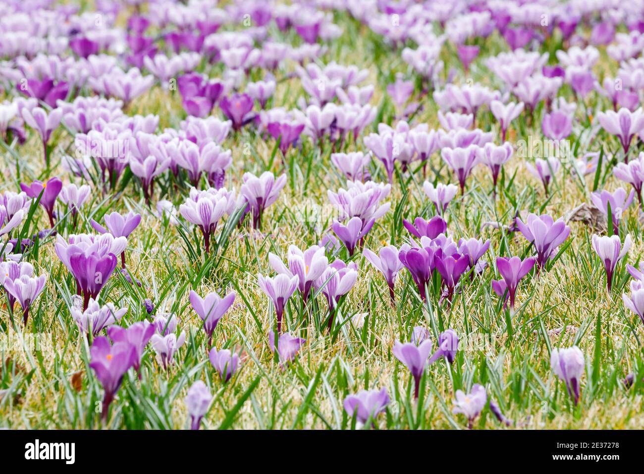 Crocuses in spring Stock Photo - Alamy