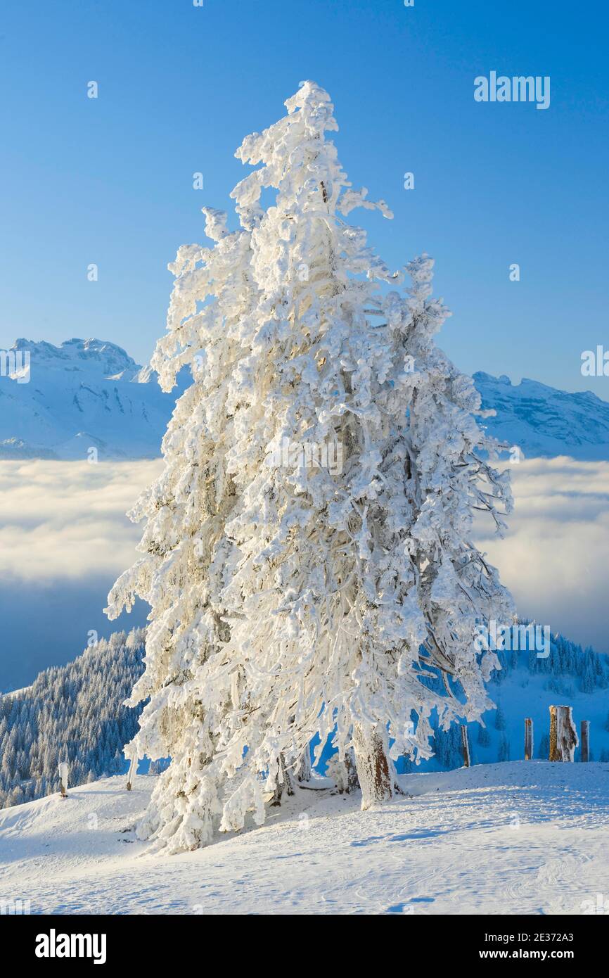 Snowy spruce, Switzerland Stock Photo