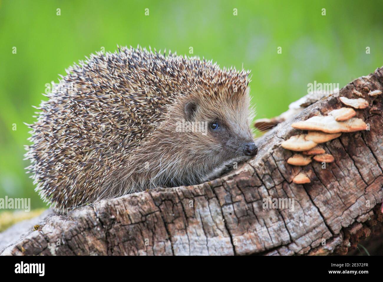 European hedgehog (Erinaceus europaeus), Switzerland Stock Photo