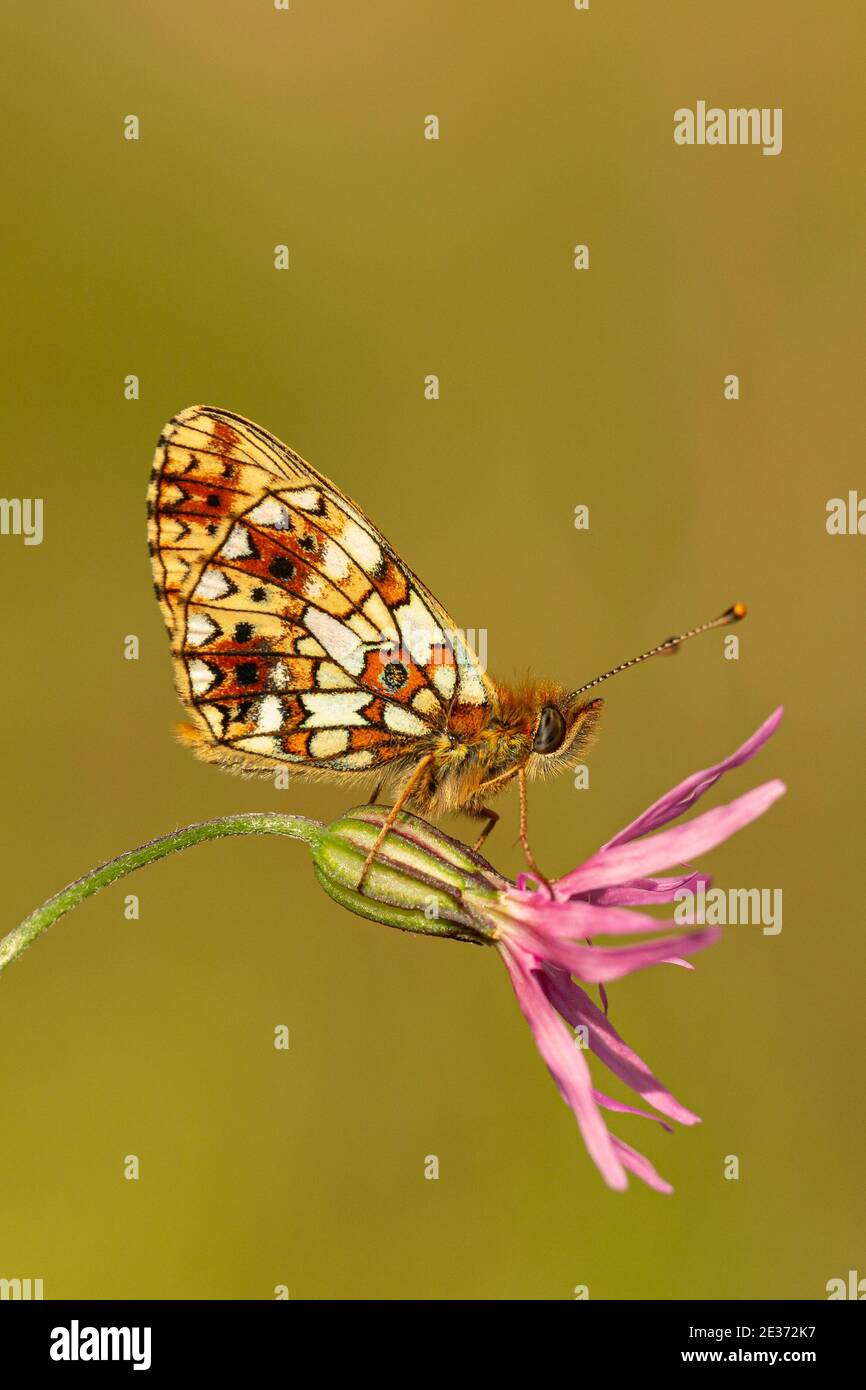 Small Pearl bordered fritillary Butterfly Stock Photo