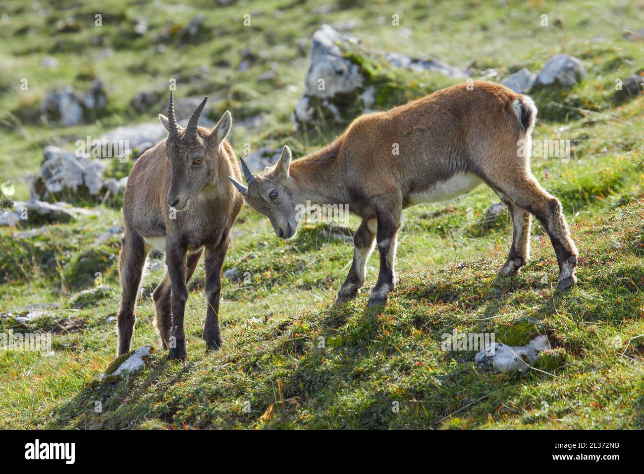 Ibex young (Capra ibex), Switzerland Stock Photo