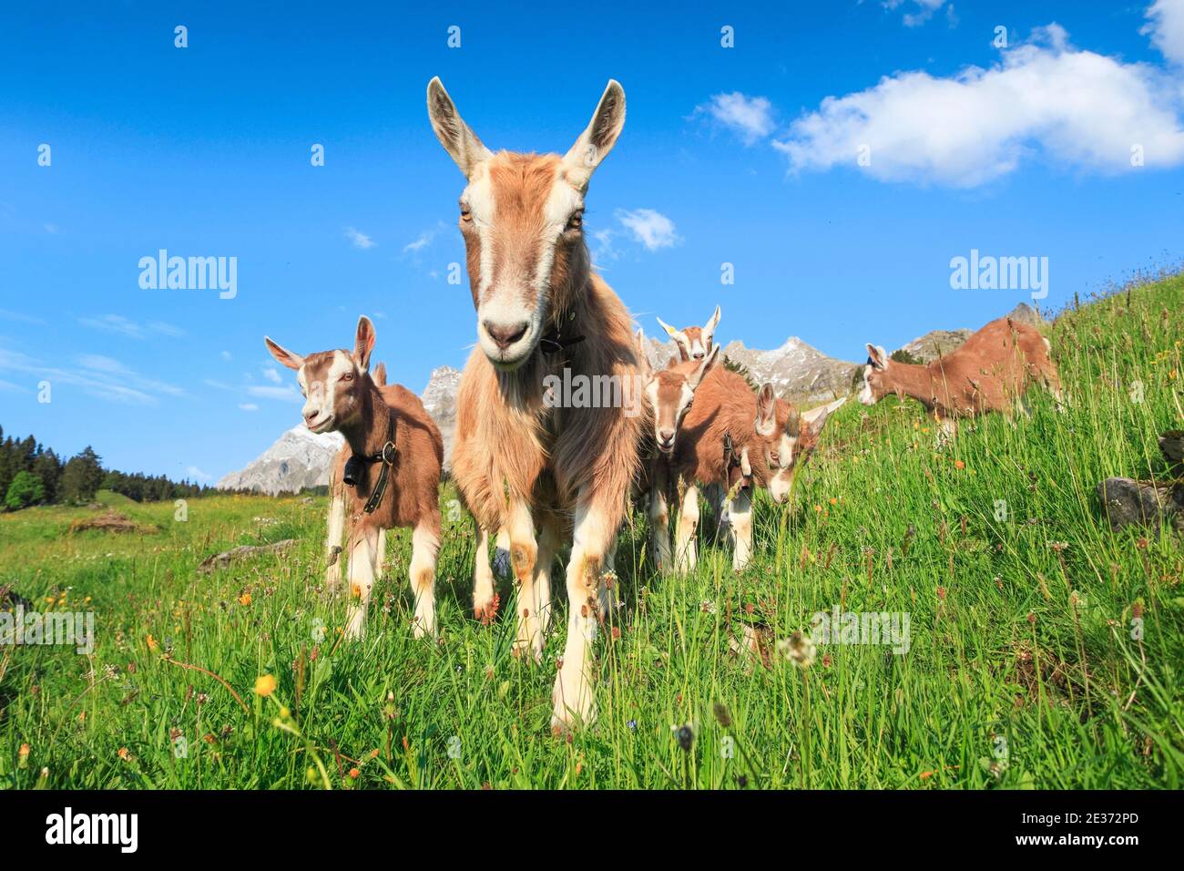 Goats on the alp, Alpstein massif, Appenzell, Switzerland Stock Photo