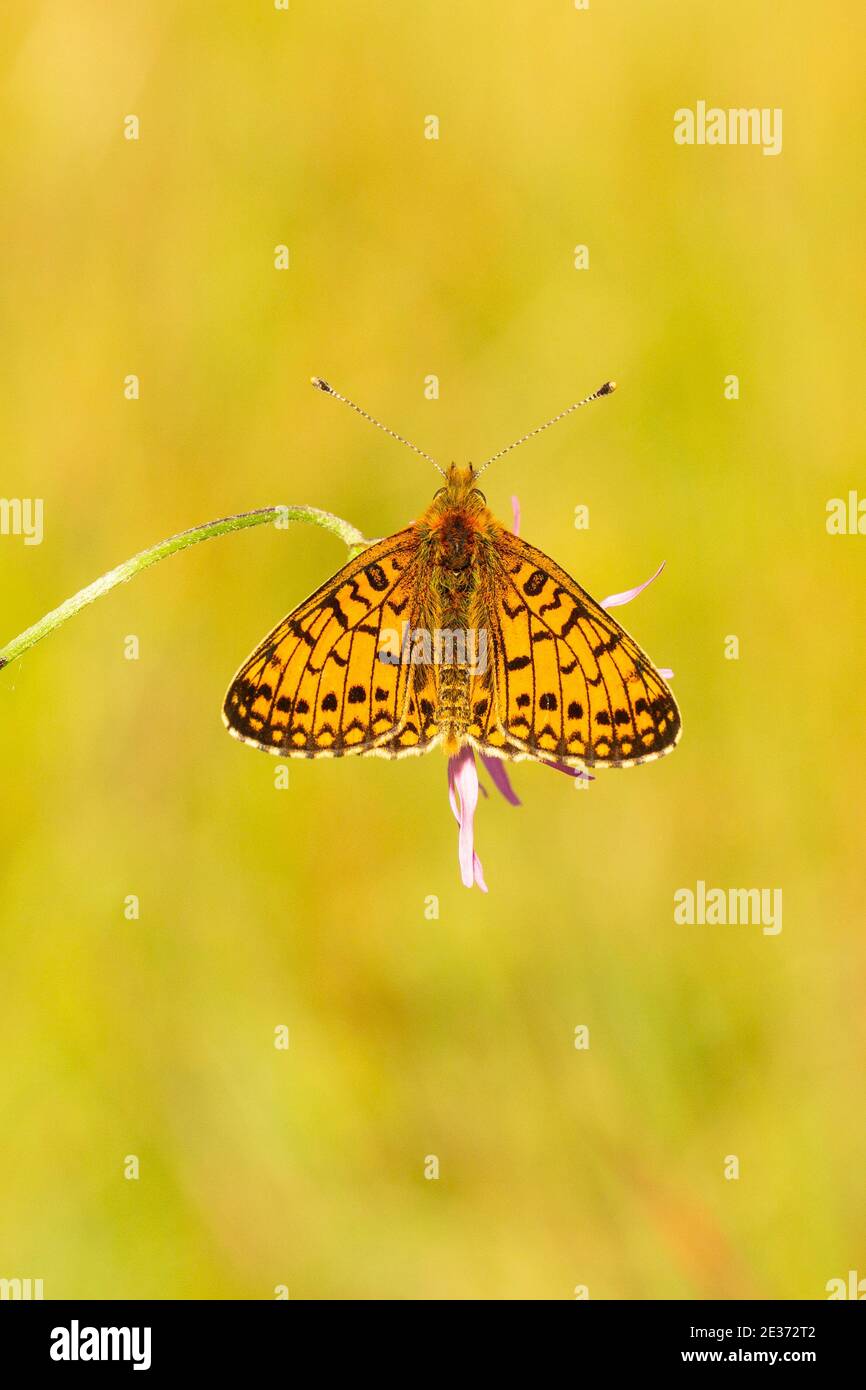 Small Pearl bordered fritillary Butterfly Stock Photo