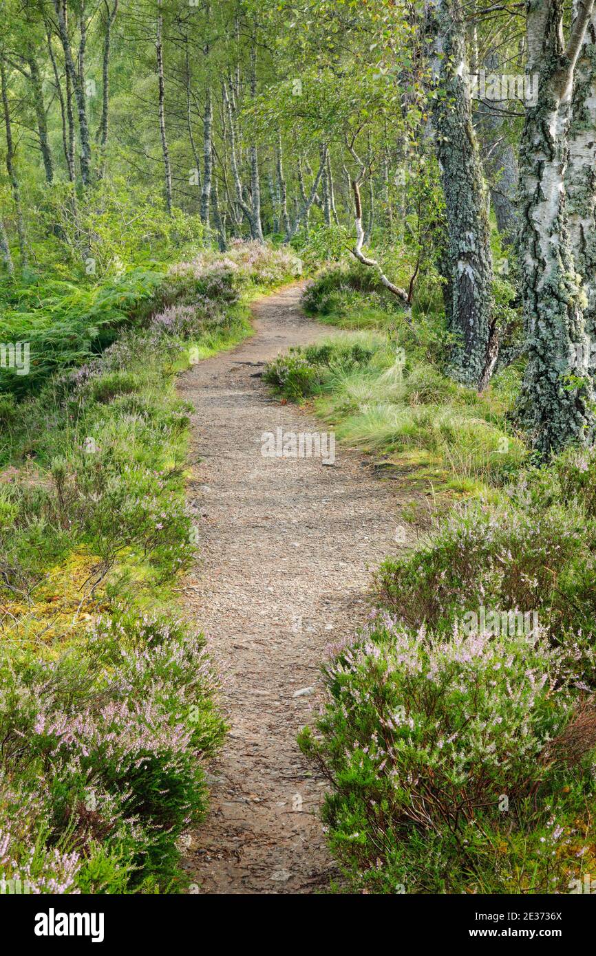 Footpath in birch forest, Craigellachie National Nature Reserve ...