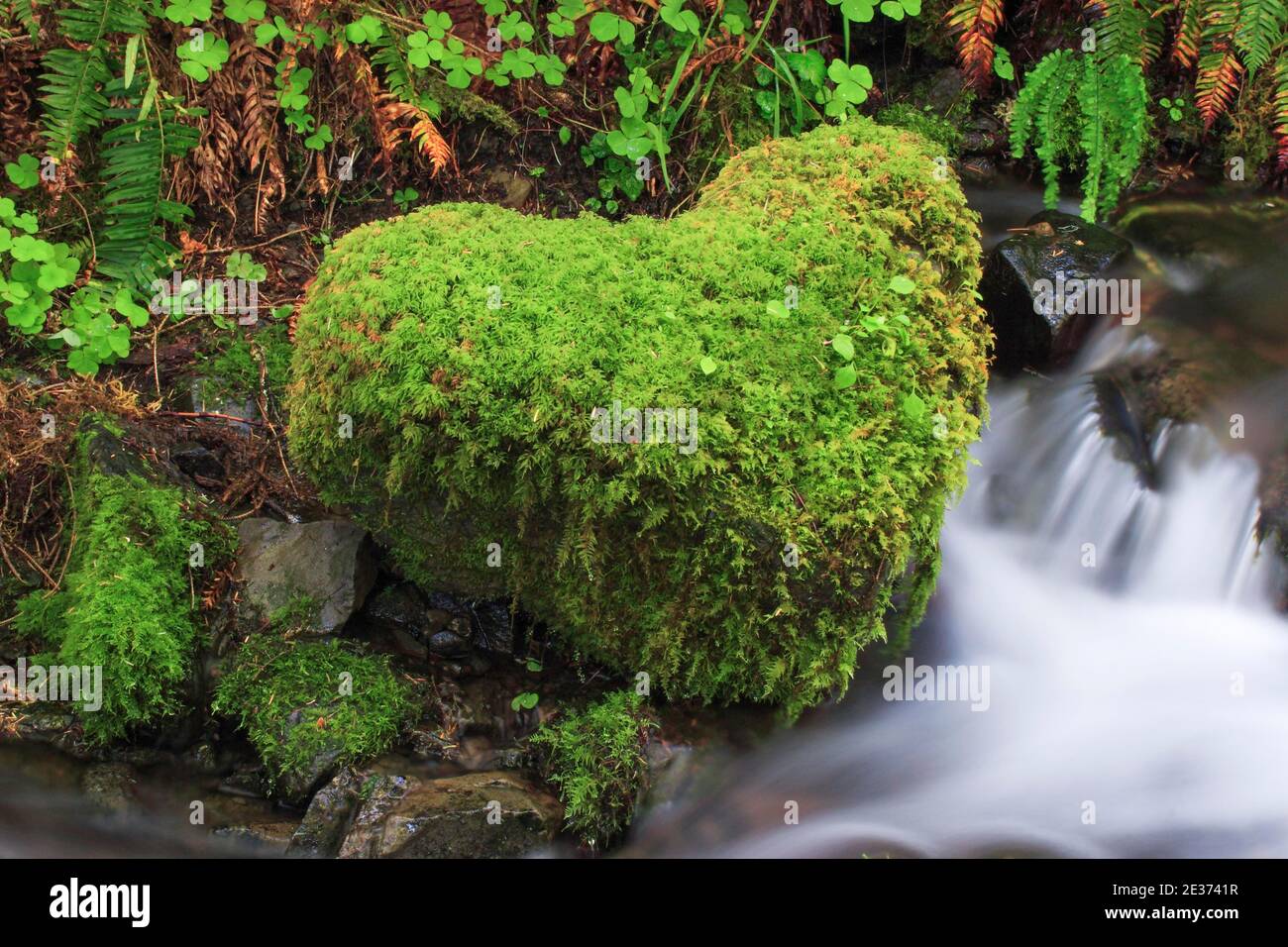 Moss covered stone Stock Photo