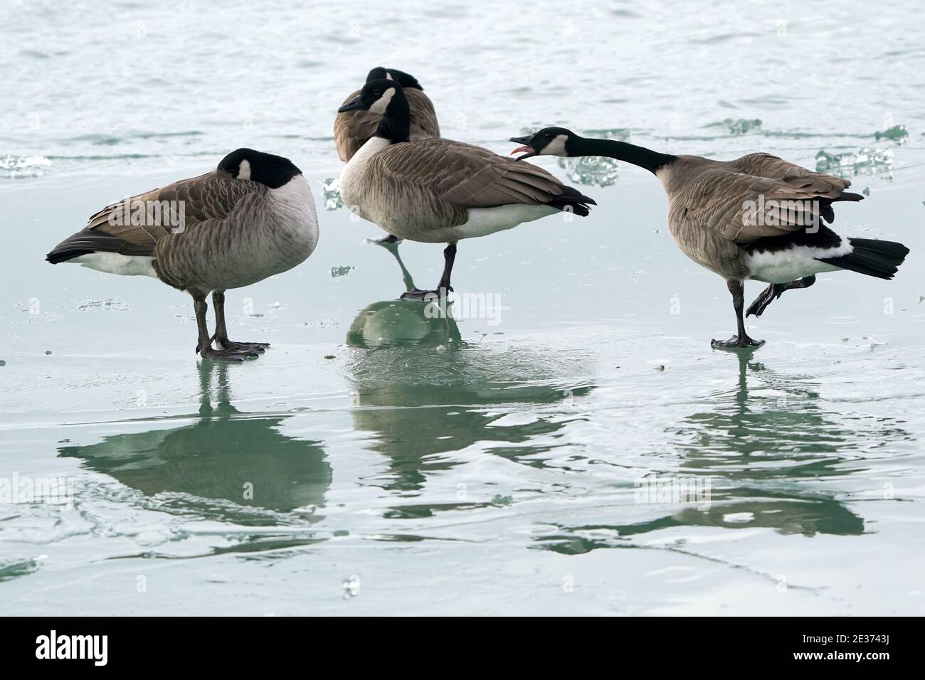 Flock of Canada Geese on thin ice flows Stock Photo