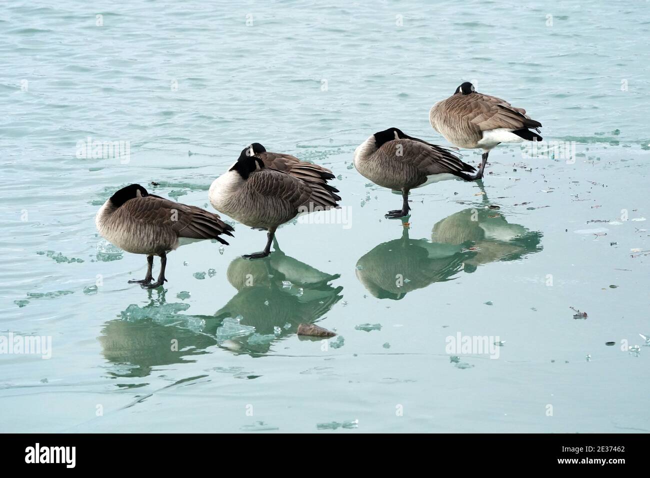 Flock of Canada Geese on thin ice flows Stock Photo