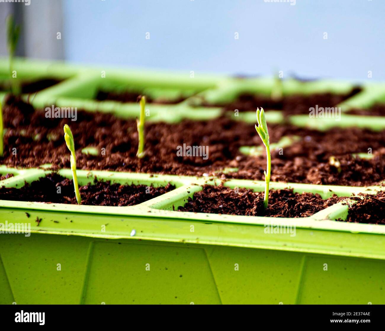Sweet pea seedlings in green tray in greenhouse Stock Photo
