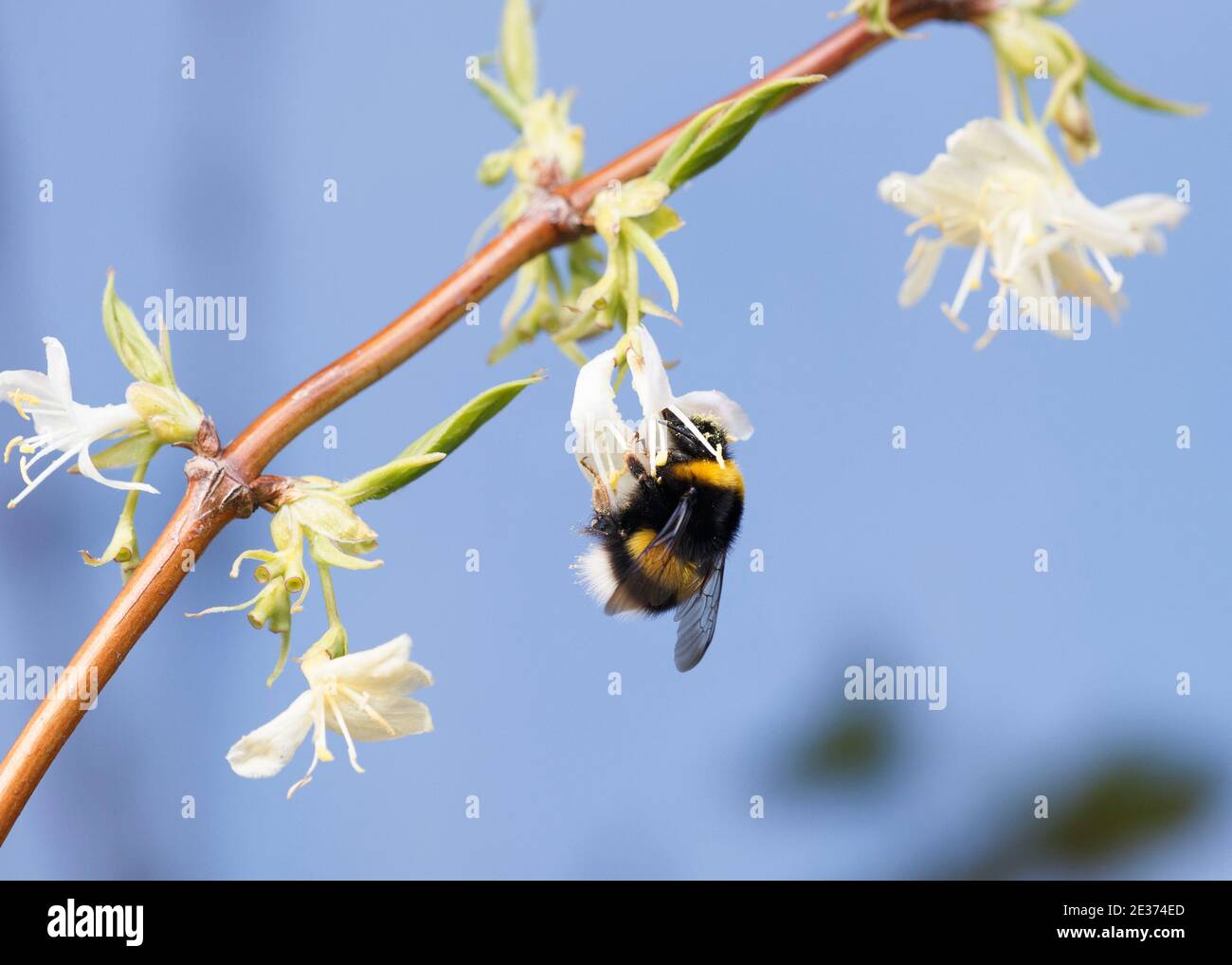 Bumblebee forages on Winter Honeysuckle, Loniceera 'Winter Beauty', excellent for emerging queens Stock Photo