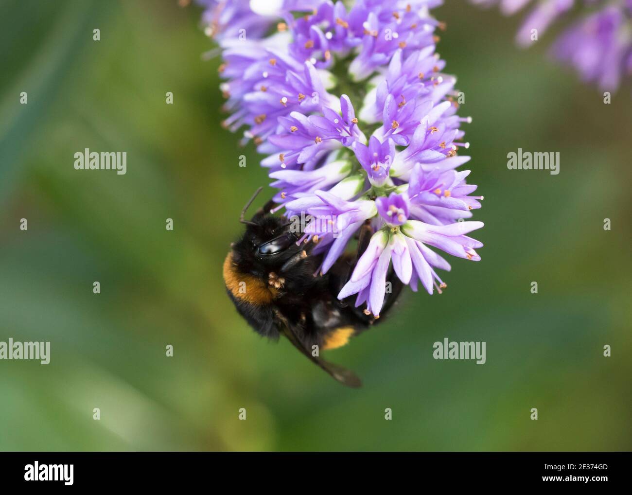 Bumblebee foraging on Hebe, great shrub for bees, late summer Stock ...