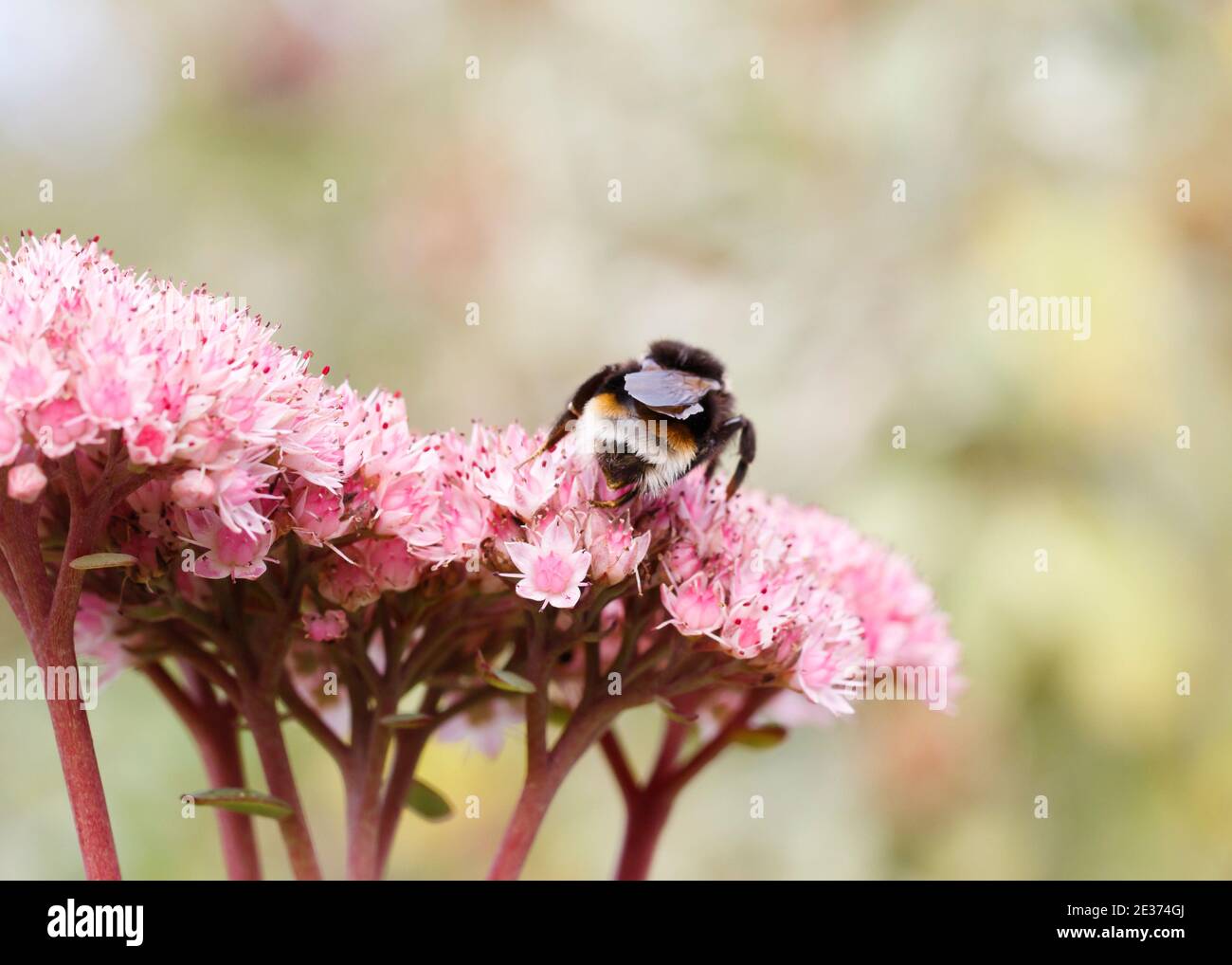 Vestal cuckoo bumblebee (Bombus vestalis) foraging on Sedum 'Autumn Joy' Stock Photo