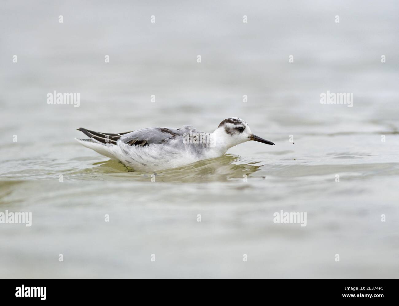 First winter Grey Phalarope, Phalaropus fulicarius, feeding on the water at Farmoor reservoir, Oxon, 22nd October 2016. Stock Photo