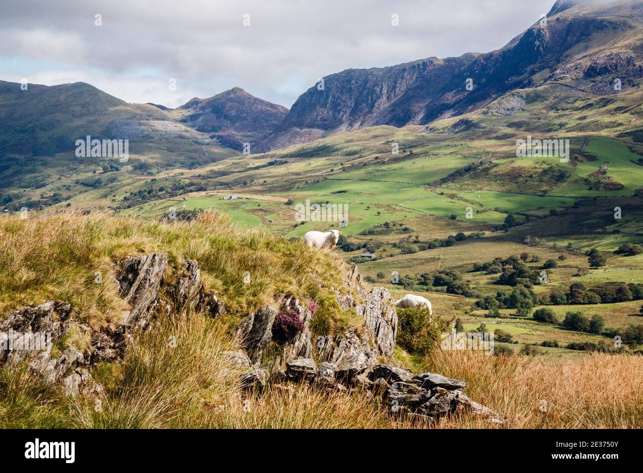 Two sheep grazing in Cwm Pennant valley with view to Moel yr Ogof in mountains of Snowdonia National Park in summer. Llanfihangel Gwynedd Wales UK Stock Photo