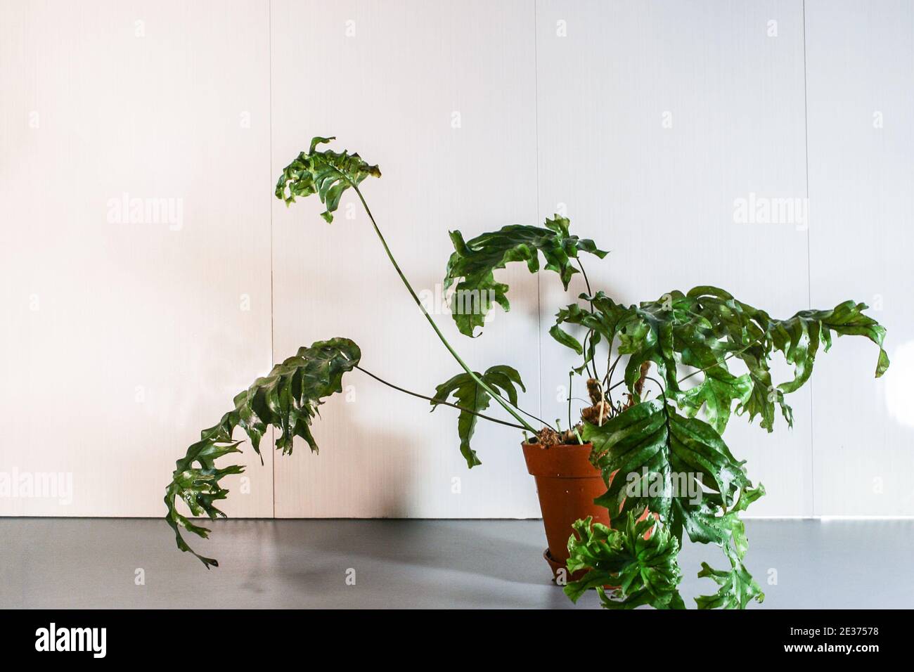 Phlebosia Nicolas Diamond Fern Stock Photo Alamy