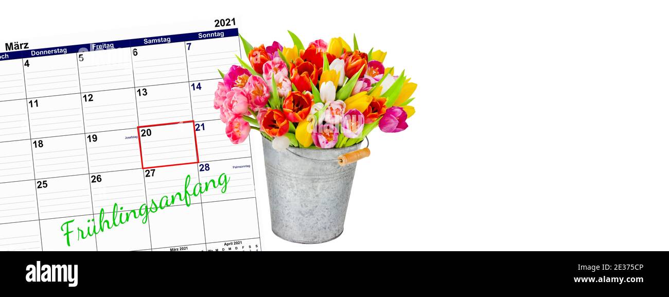 Frühlingsanfang Tulpen im Zinneimer mit Kalender auf weißem Hintergrund Stock Photo