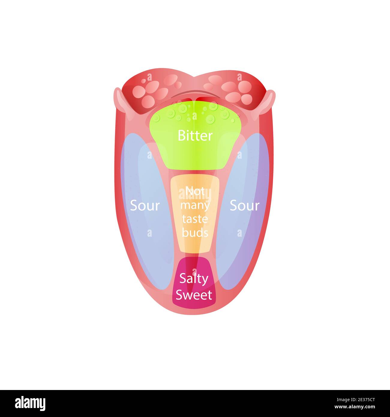 Taste buds human tongue hi res stock photography and images Alamy Taste buds human tongue hi res stock photography and images Alamy