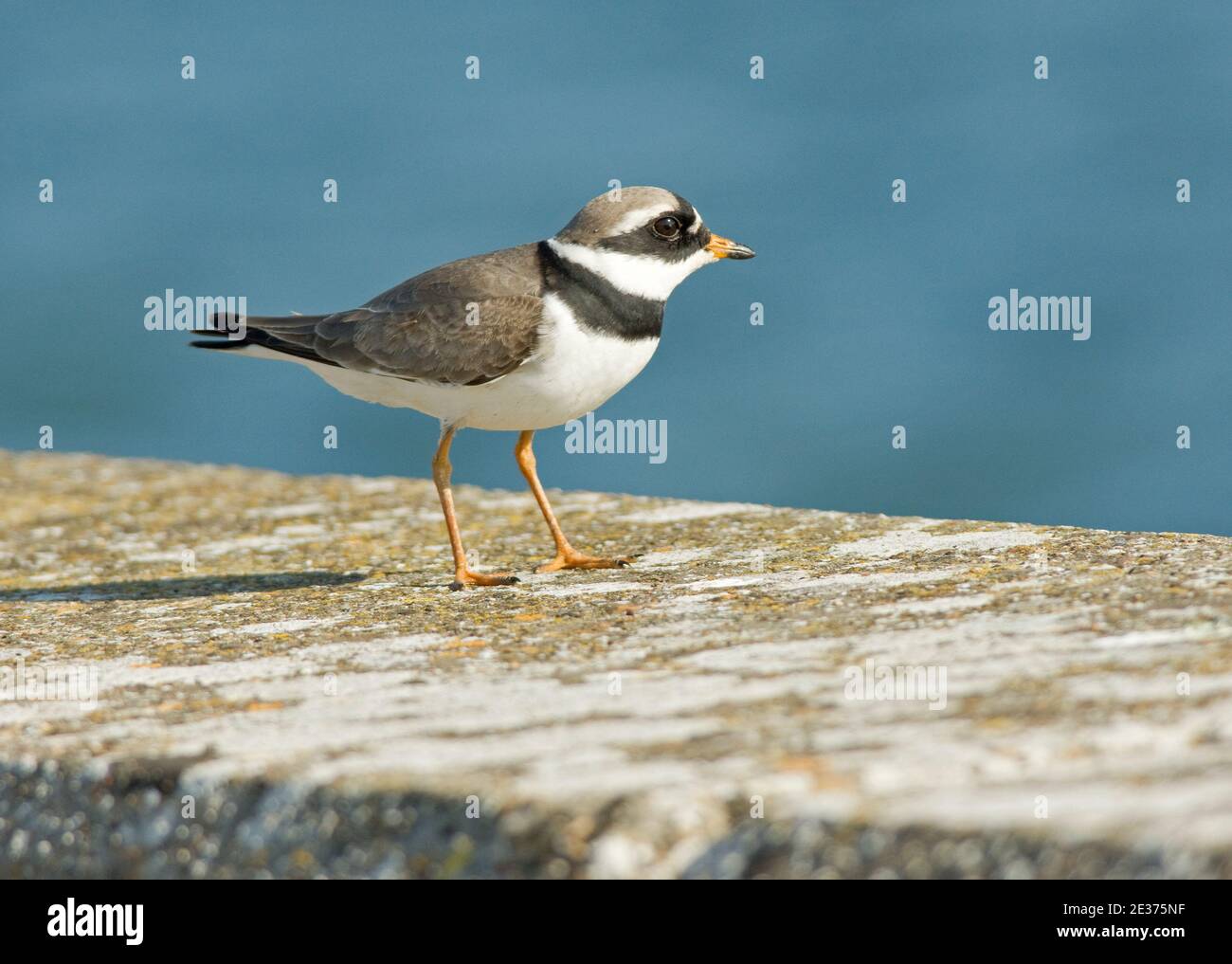 Adult Ringed Plover, Charadrius hiaticula, at Farmoor reservoir during spring migration, Oxfordshire, 9th April 2017. Stock Photo