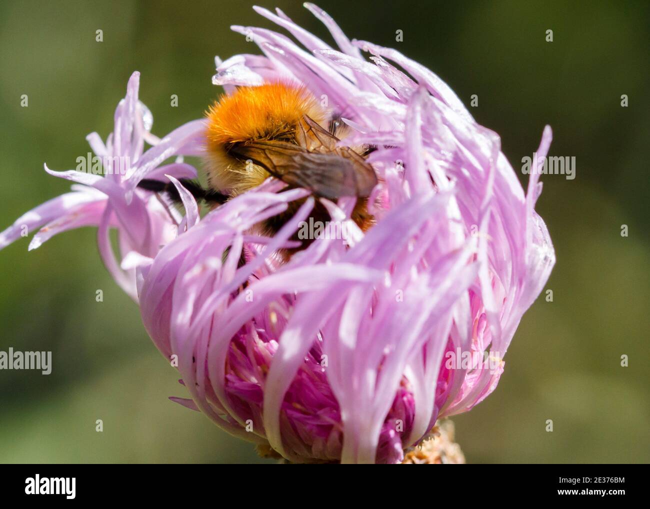 Bumblebee resting inside Succisella flower Stock Photo