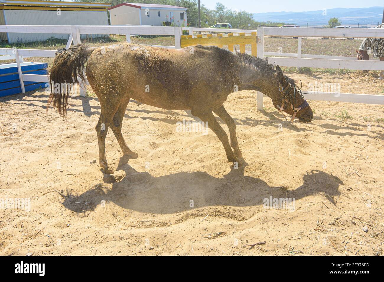 The horse, after bathing, is rolling in the sand and shaking itself off