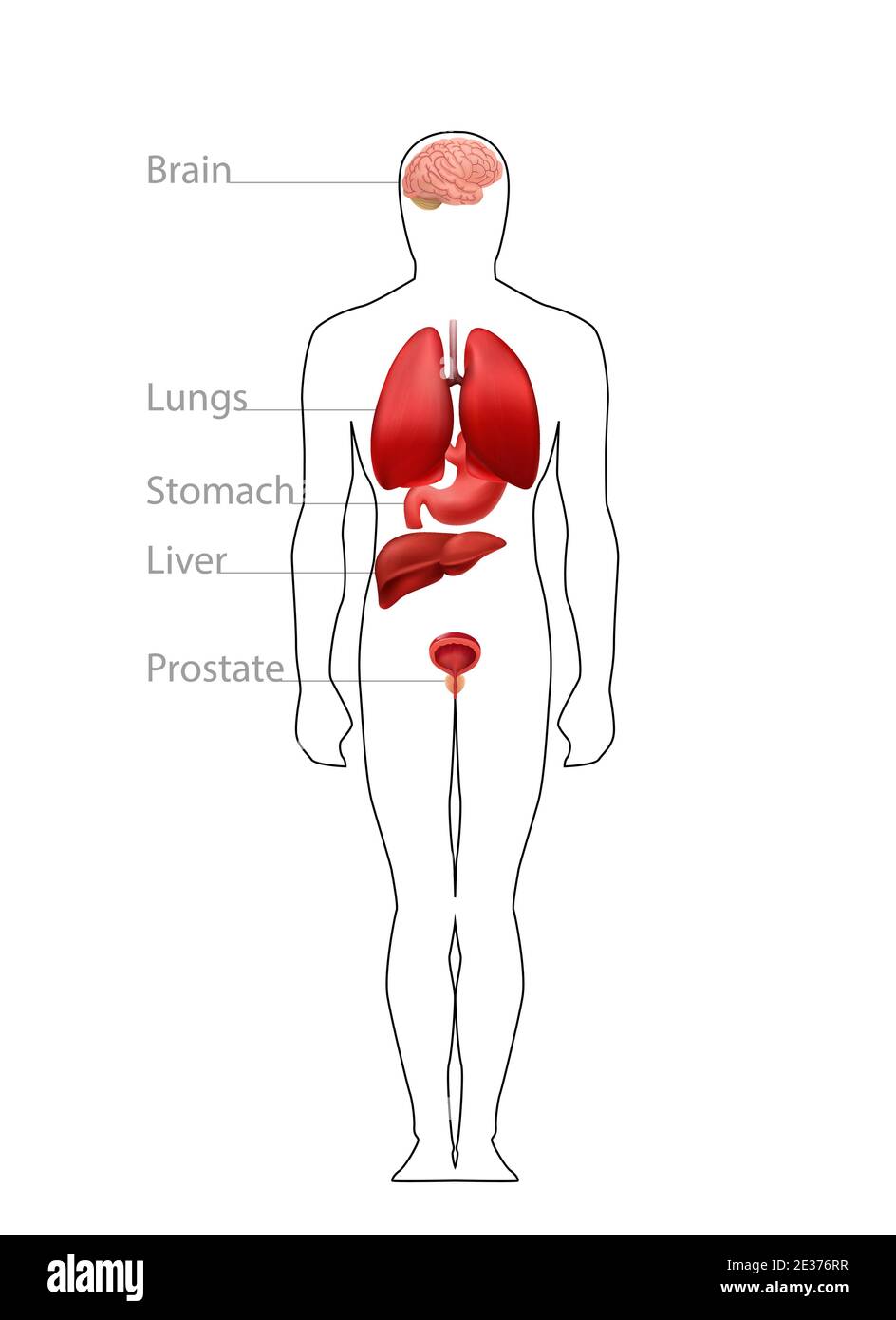Location organs in male body. Physiological structure diagram of brain and lungs anatomical work. Stock Vector