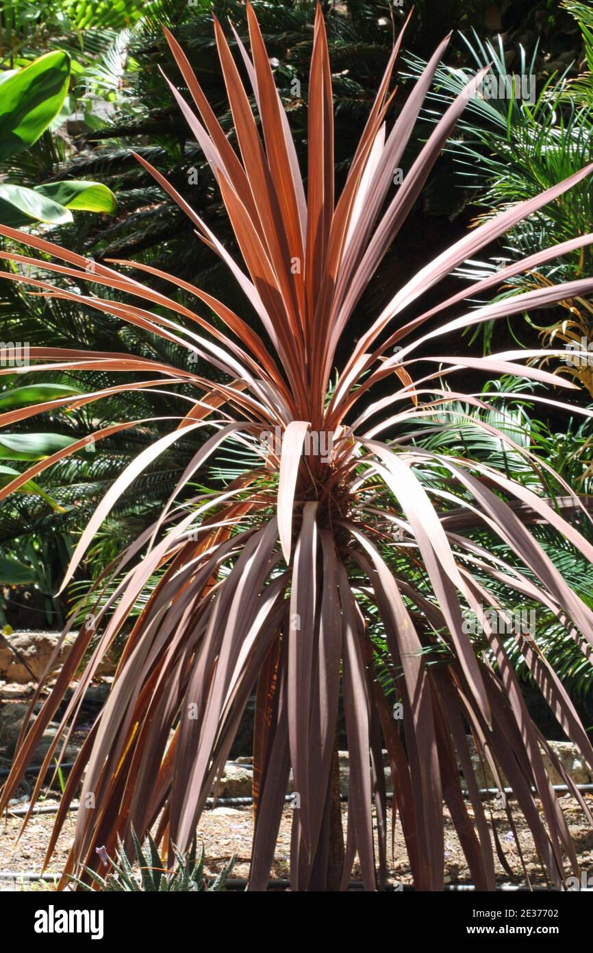 Drachenbaum Stock Photo