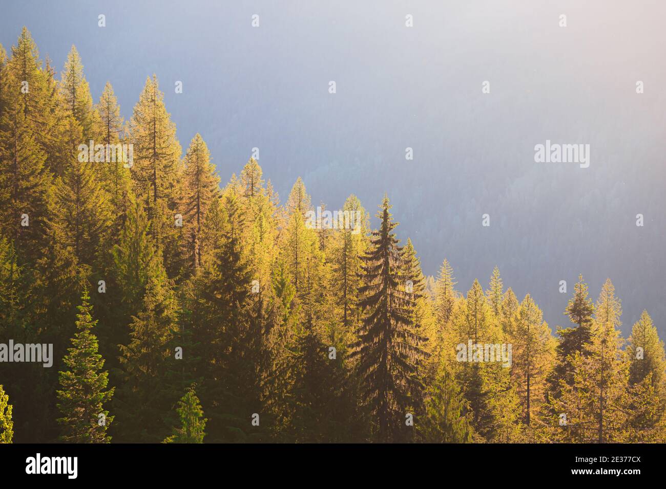 Coniferous trees along a mountainside catch evening golden light in the West Kootenays just outside of Nelson, British Columbia. Stock Photo