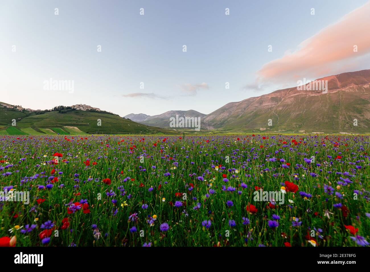Wild Flowers In Castelluccio Di Norcia Umbria Italy Stock Photo Alamy