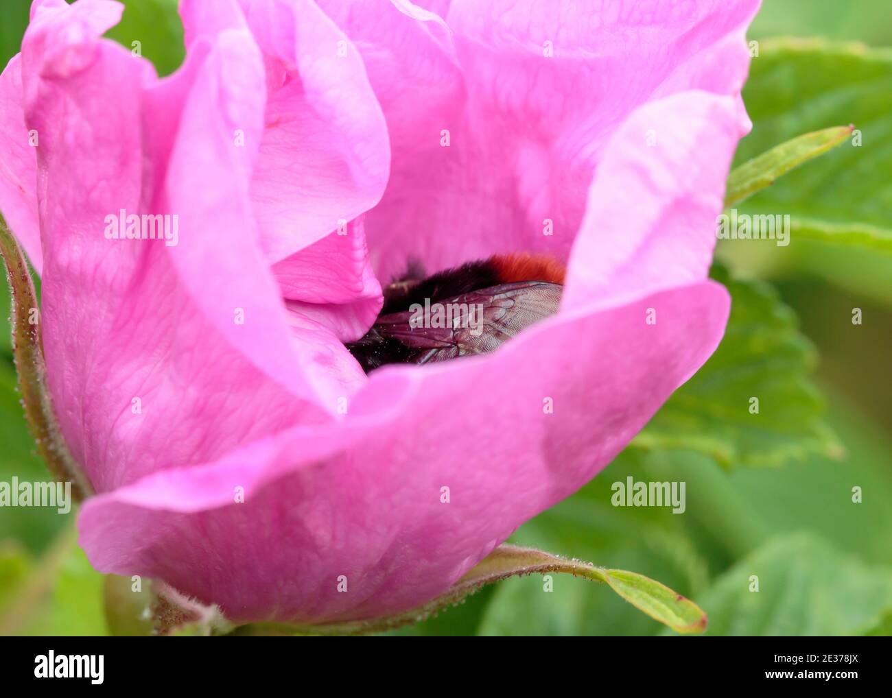 Red tail bumblebee (Bombus lapidarius) resting inside Rosa rugosa flower Stock Photo