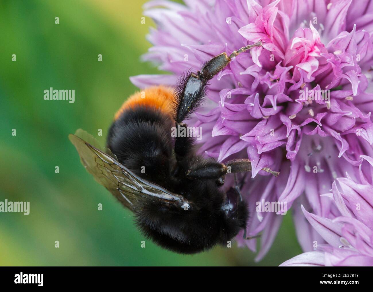 Empty pollen basket hi-res stock photography and images - Alamy