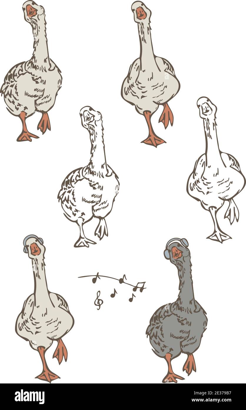Vector illustration set of geese dancing in different poses and musical notes. Collection of funny birds isolated on a white background. Stock Vector