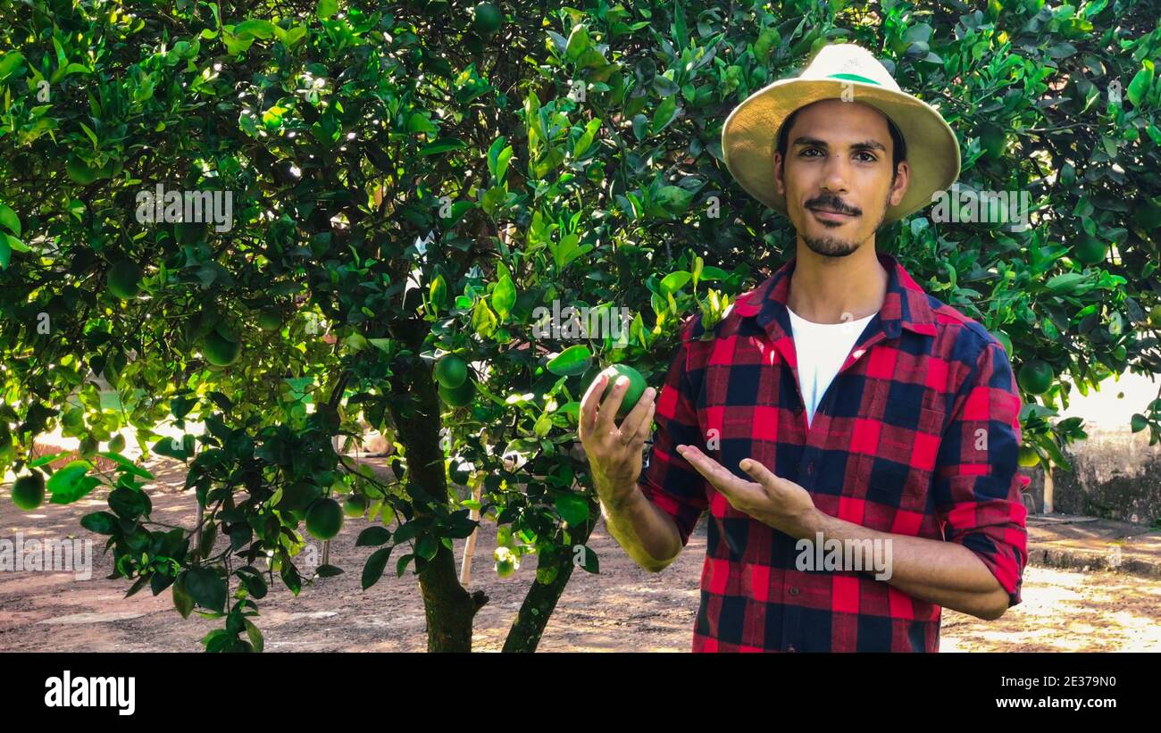 Farmer or worker with hat looking for camera in front of orange tree. Organic Plantation Concept Image. Stock Photo