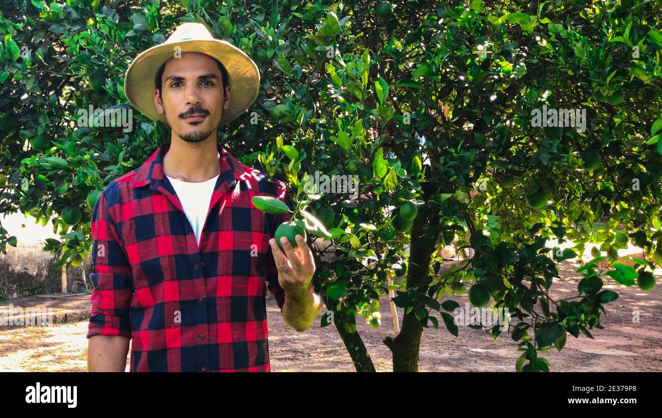 Farmer or worker with hat looking for camera in front of orange tree. Organic Plantation Concept Image. Stock Photo