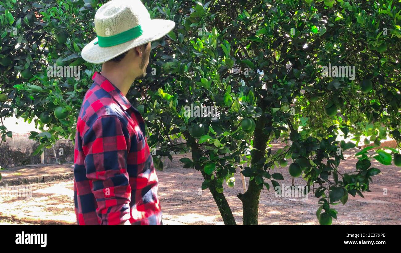 Farmer or worker with hat looking for camera in front of orange tree. Organic Plantation Concept Image. Stock Photo