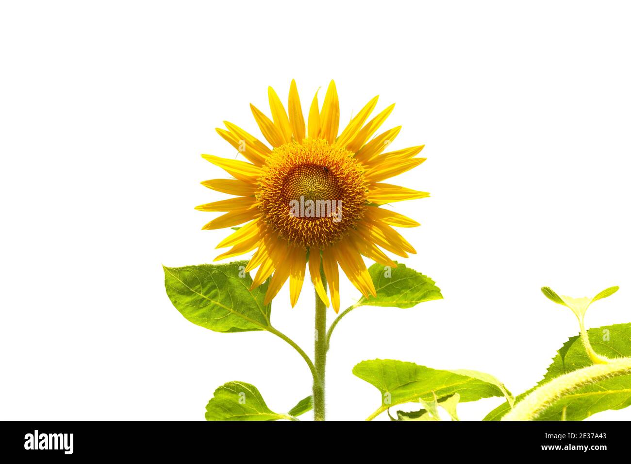 Beautiful sunflower as isolated on white background Stock Photo - Alamy