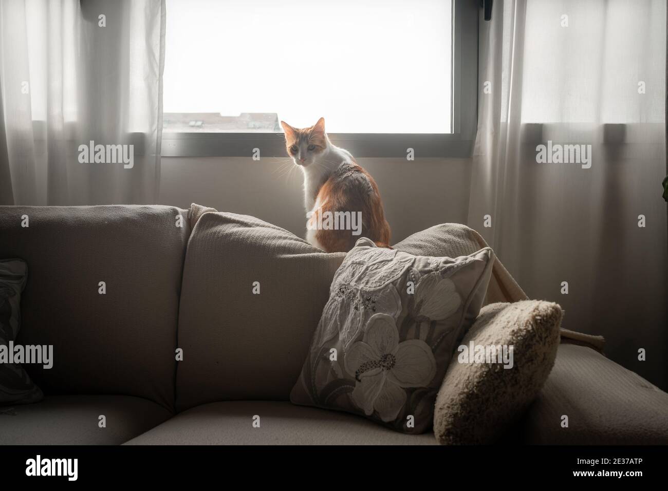 brown and white cat with yellow eyes sitting on a sofa by the window ...