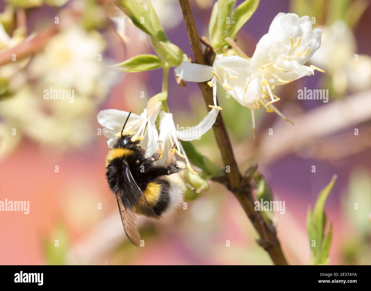 Queen white tail bumblebee (Bombus lucorum) foraging on winter honeysuckle, an excellent early bee shrub Stock Photo