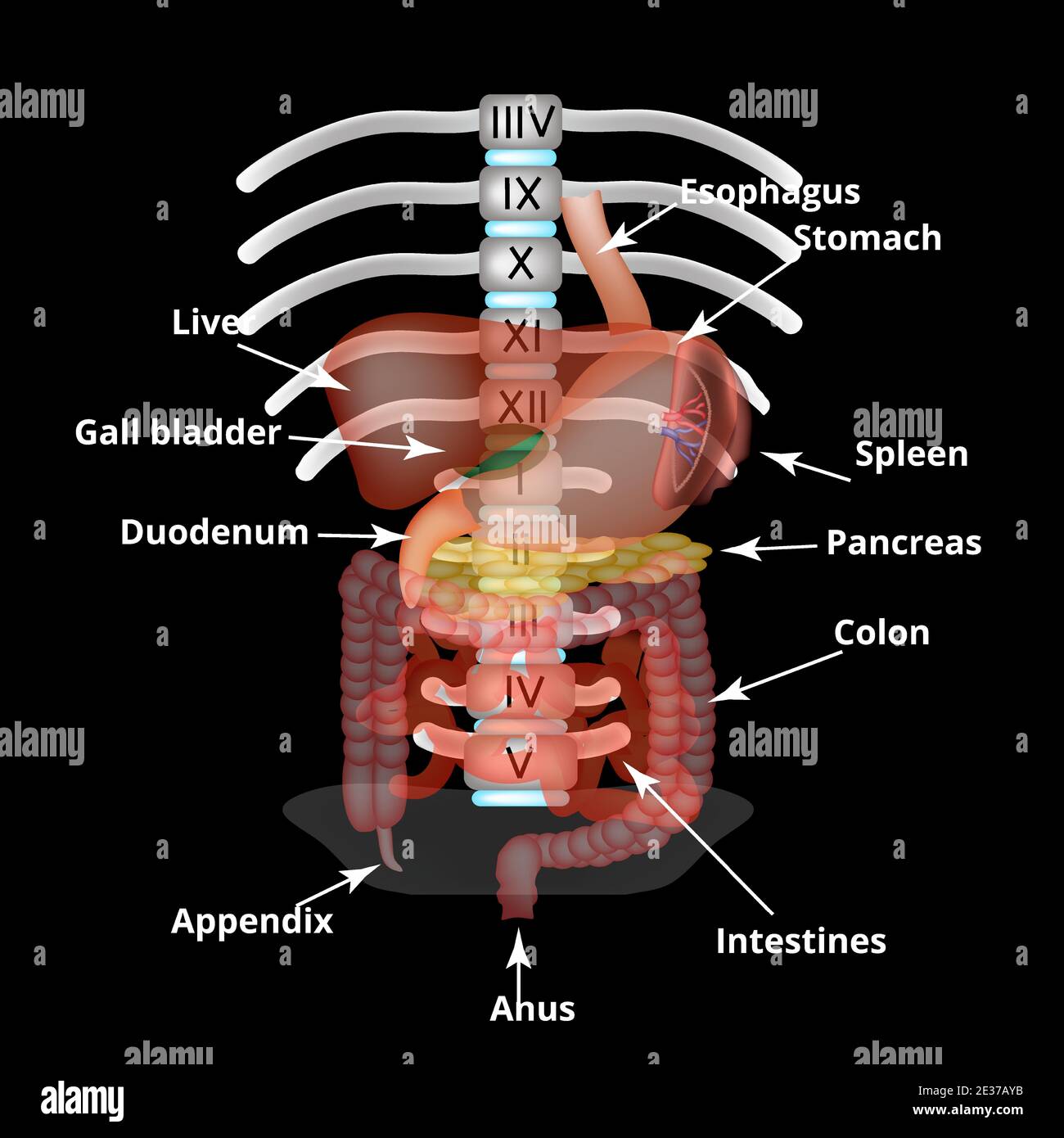 Human Anatomy Organs Spleen
