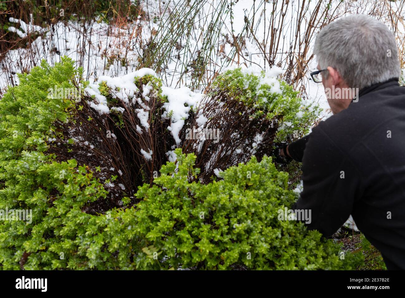 male gardener shaking brushing snow off hebe shrub that has been flattened and splayed open by the weight of snow and ice - Scotland, UK - see 2E37B30 Stock Photo