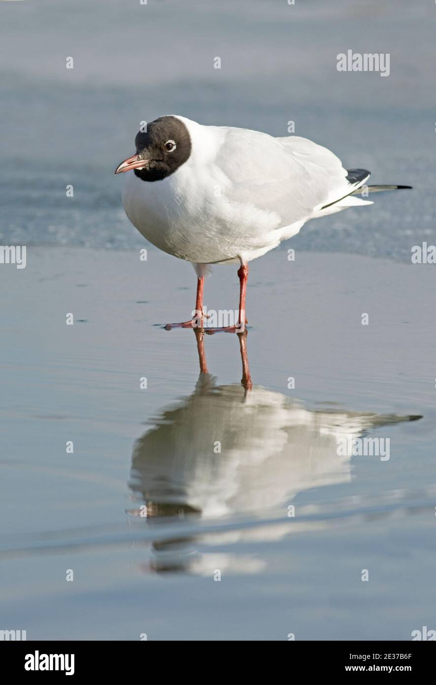 Black-headed Gull, Chroicocephalus ridibundus, coming into summer plumage, on a frozen lake at BBOWT's  Nature Discovery Centre, Thatcham, Berkshire. Stock Photo