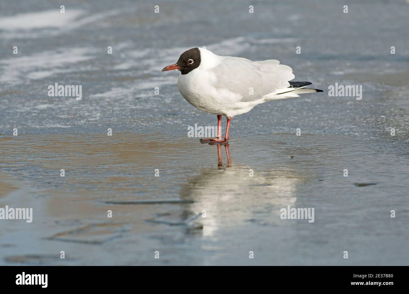 Black-headed Gull, Chroicocephalus ridibundus, coming into summer plumage, on a frozen lake at BBOWT's  Nature Discovery Centre, Thatcham, Berkshire. Stock Photo