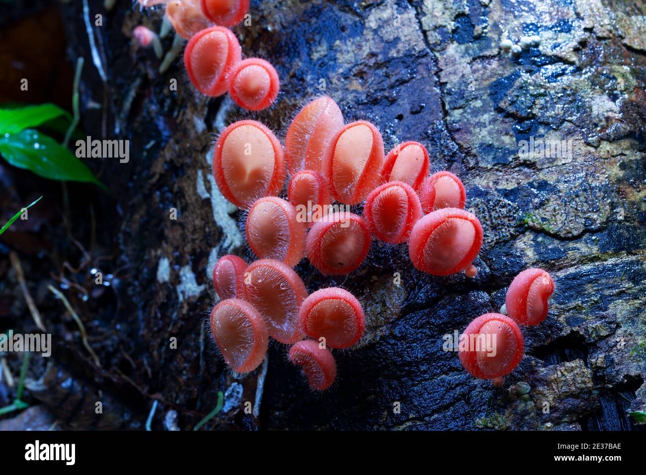 Mushroom orange fungi cup or champagne mushroom on decay wood in the rain forest. Stock Photo