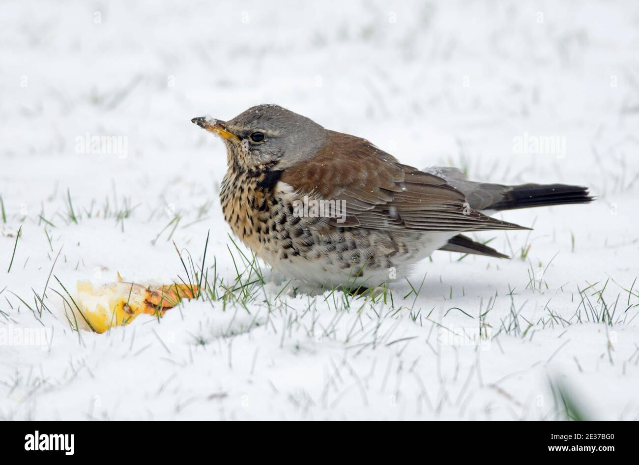 Fieldfare, Turdus pilaris, eating apple on snow covered lawn in a garden at Harwell, Oxfordshire, 1st March 2018. Stock Photo
