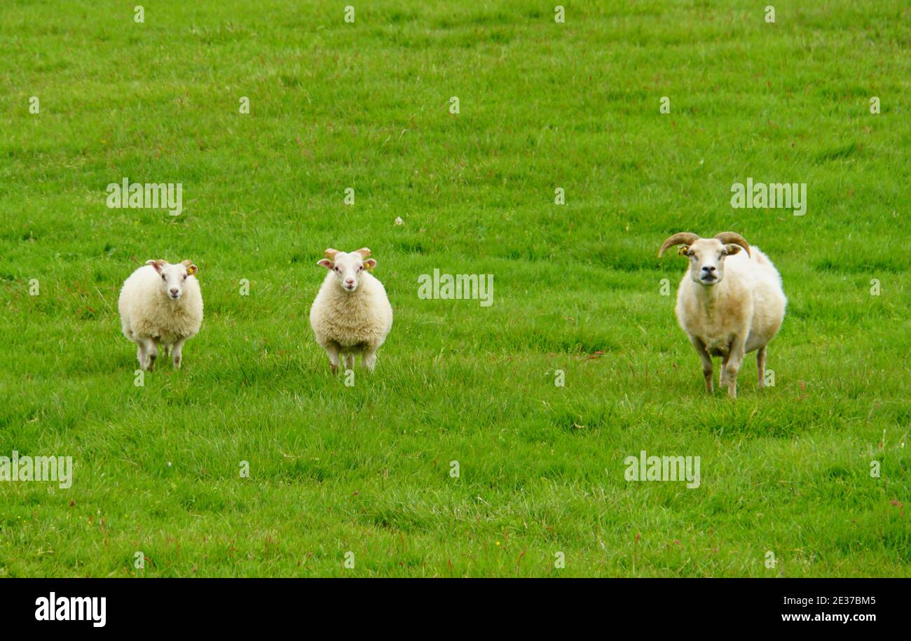 Three white goats on a green field in Iceland Stock Photo