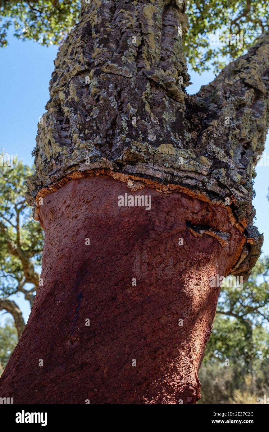 Cork tree plantation in Portugal Stock Photo - Alamy