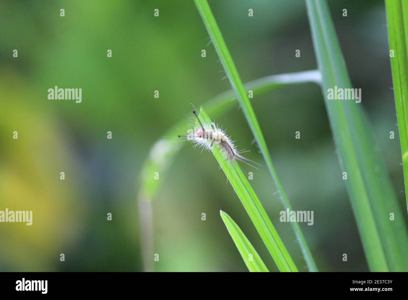 Bug eating the rice leaf wild bug feeding on crop bug damaging crop in