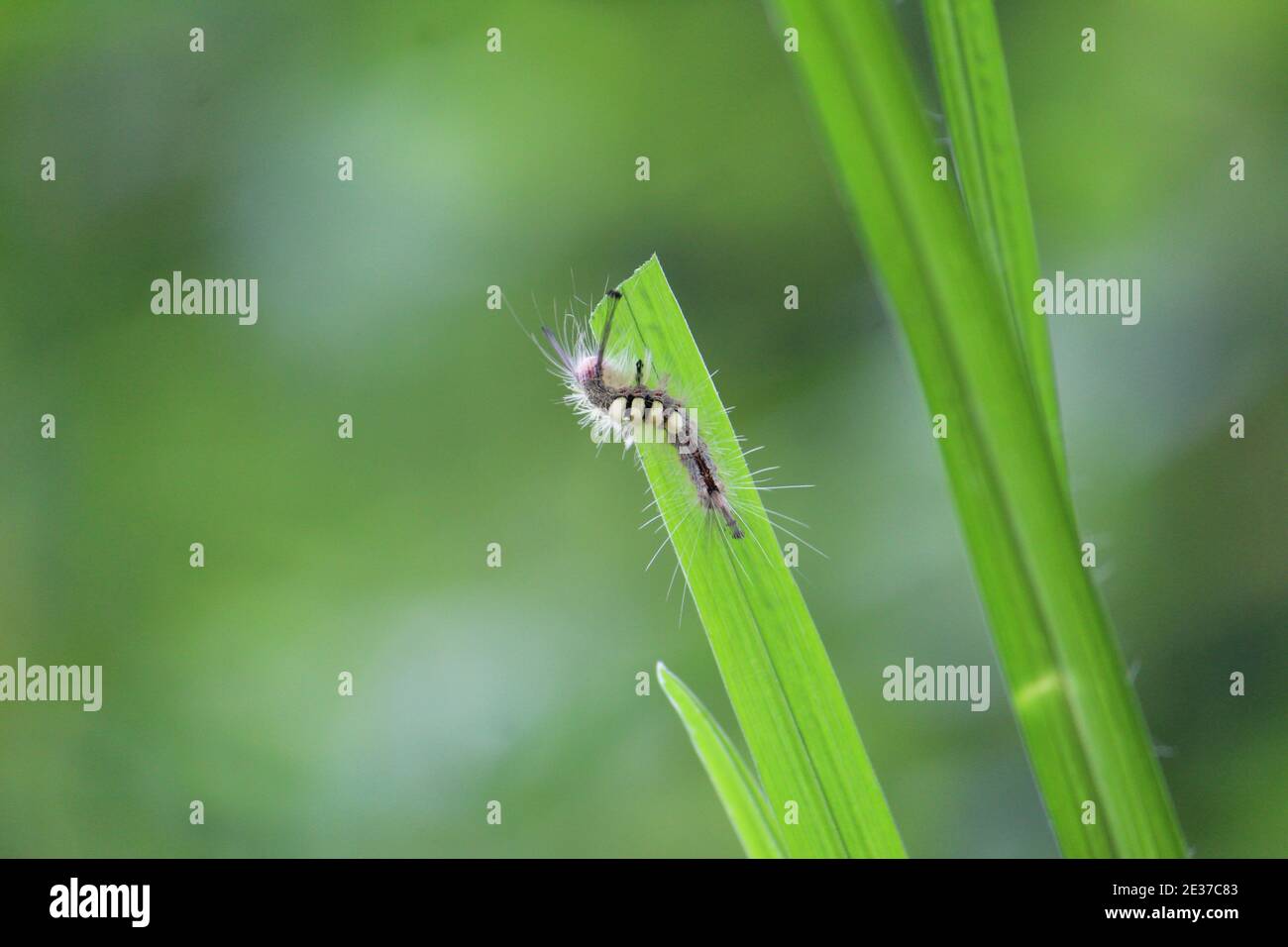 Bug eating the rice leaf wild bug feeding on crop bug damaging crop in agriculture Stock Photo