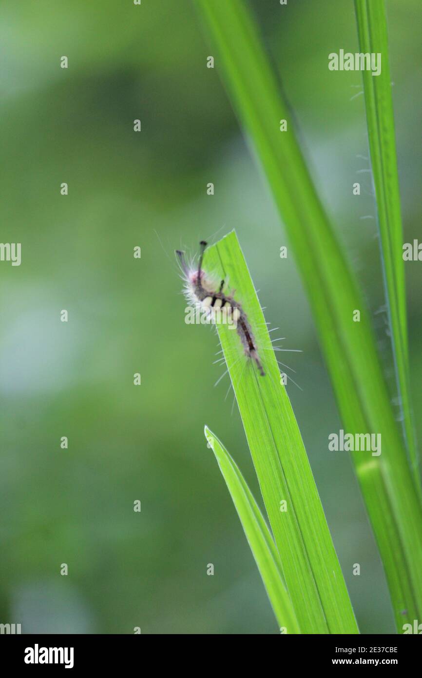 Bug eating the rice leaf wild bug feeding on crop bug damaging crop in